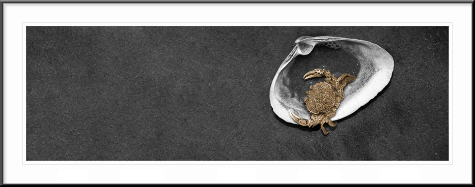 Crab on a Shell on the Beach